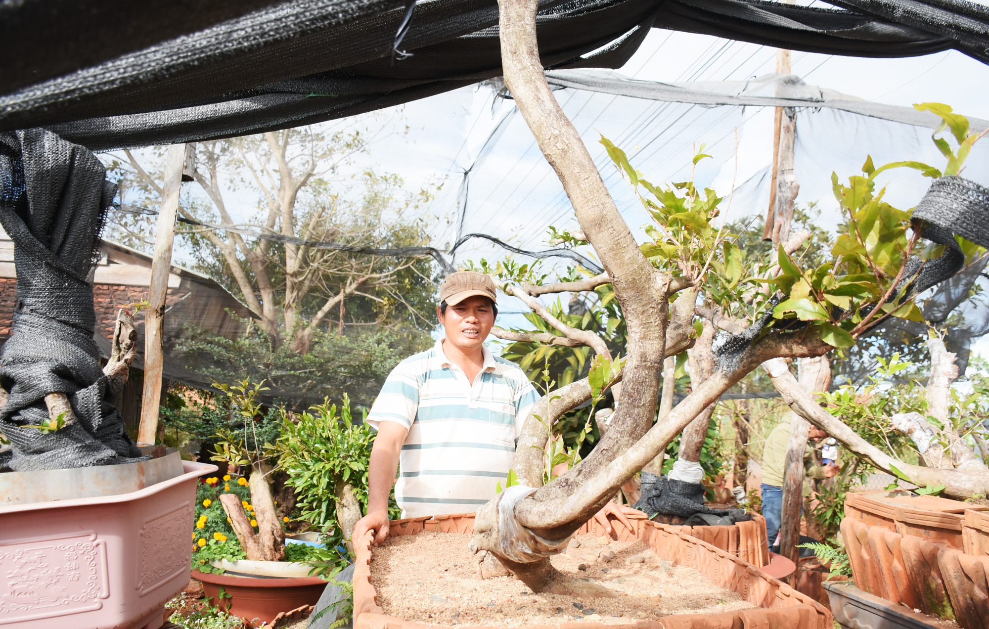 Đáng ngại: Đào 1 cây mai rừng khủng bán 45 triệu, nhoáng cái đã có người mua lại giá 85 triệu - Ảnh 2.