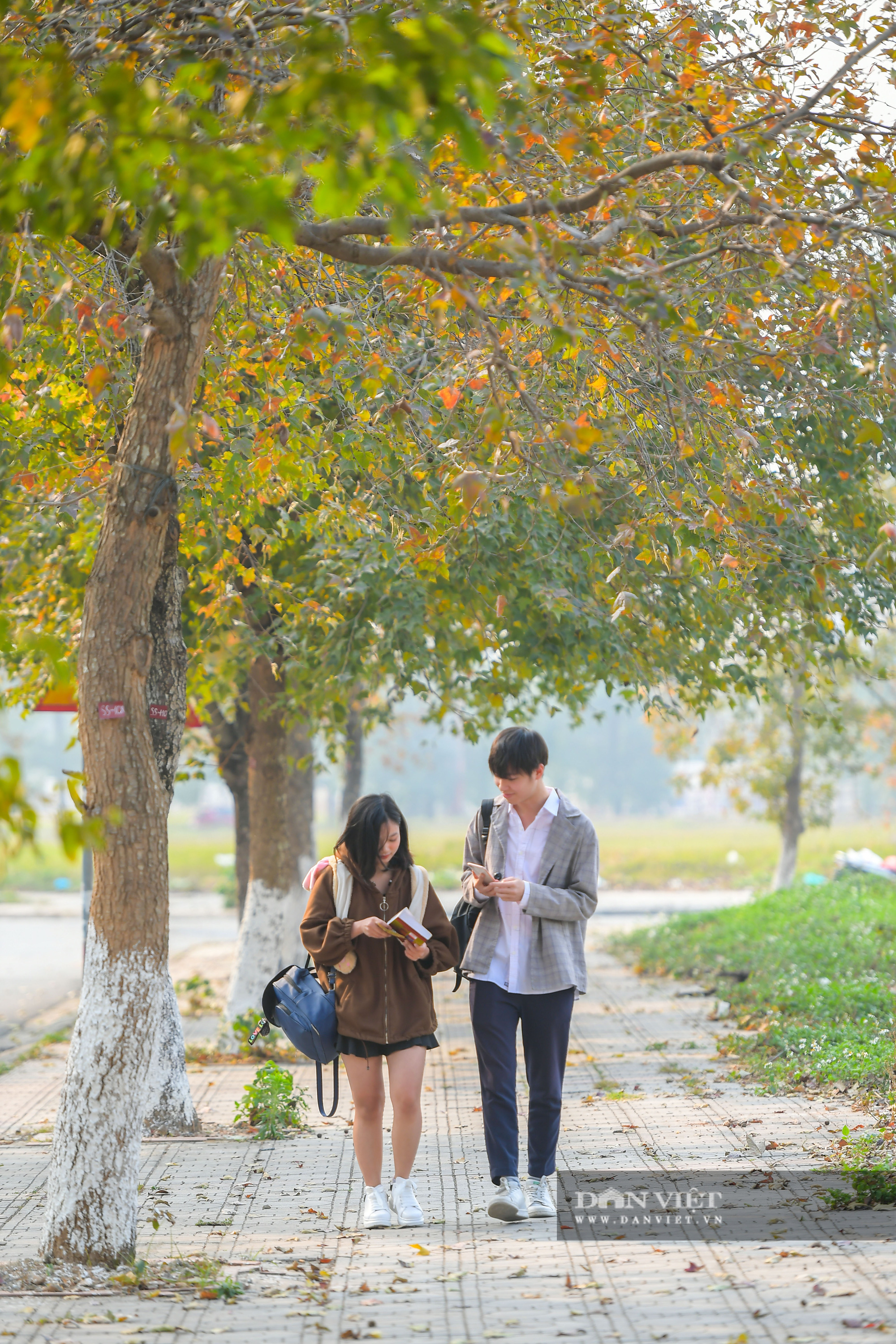 Đắm chìm trong hàng cây phong lá đỏ đẹp mê hồn giữa lòng Hà Nội - Ảnh 11.