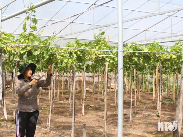Ninh Thuận: Lạ, nông dân trồng nho bằng cách gì mà sâu bọ đứng ngoài &quot;khóc&quot;, cây ra trái quá trời - Ảnh 1.