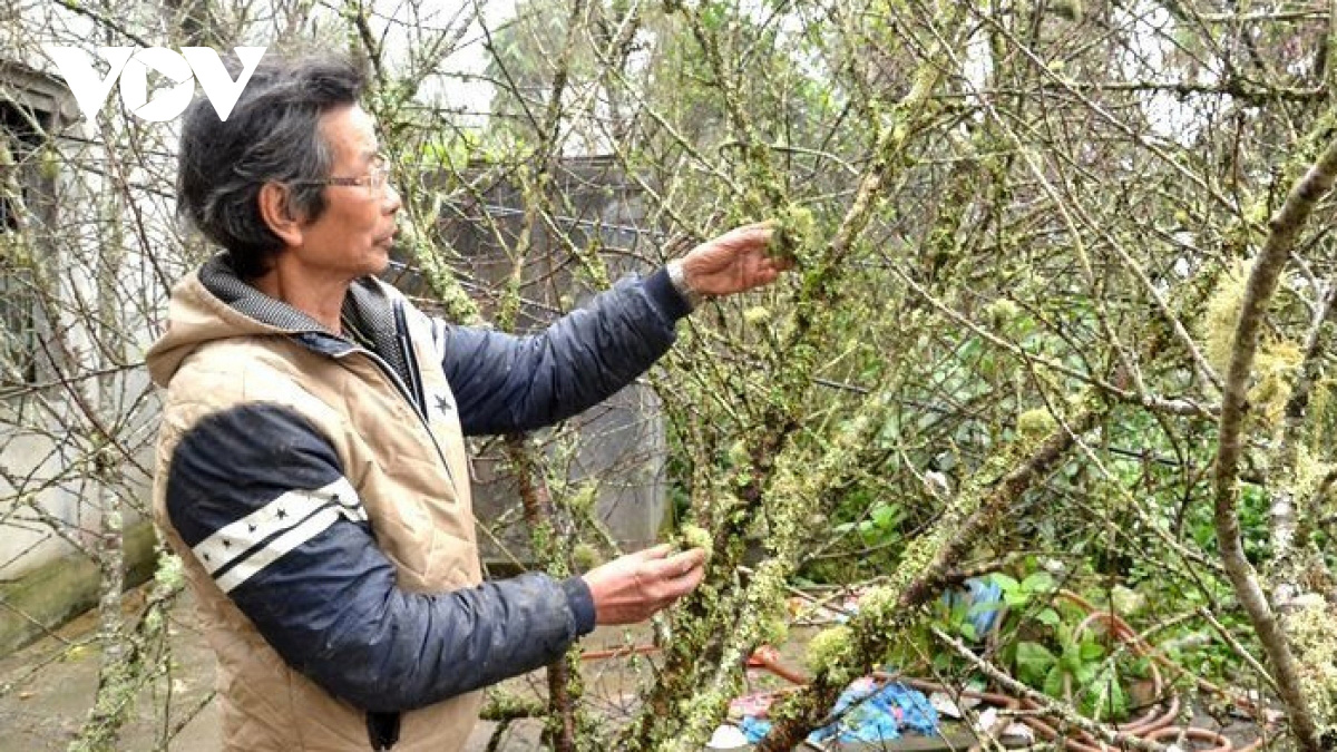 Lào Cai không dán tem truy xuất nguồn gốc cây đào - Ảnh 2. Lào Cai không dán tem truy xuất nguồn gốc cây đào - Ảnh 2.