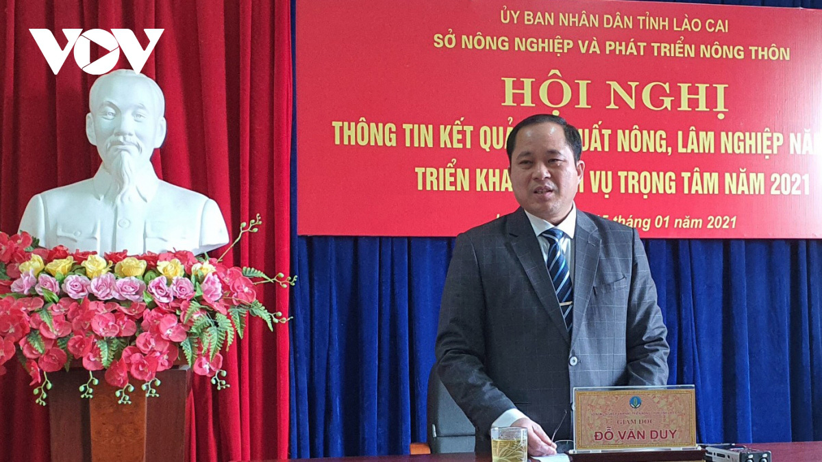 Lào Cai không dán tem truy xuất nguồn gốc cây đào - Ảnh 1. Lào Cai không dán tem truy xuất nguồn gốc cây đào - Ảnh 1.