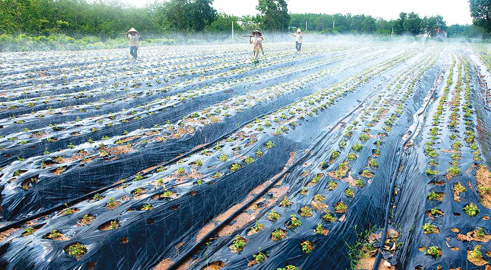 Phát triển nông nghiệp công nghệ cao: Hướng đi đầy triển vọng tại Quảng Bình - Ảnh 1. Phát triển nông nghiệp công nghệ cao: Hướng đi đầy triển vọng tại Quảng Bình - Ảnh 1.