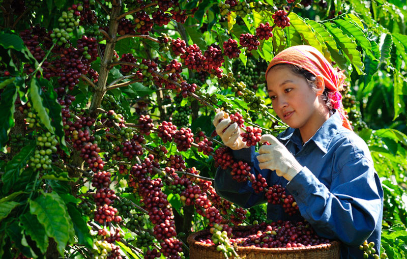 Giá nông sản hôm nay (18/1): Lợn hơi tại nhiều tỉnh thành nhích nhẹ, cà phê đi ngang - Ảnh 2. Giá nông sản hôm nay (18/1): Lợn hơi tại nhiều tỉnh thành nhích nhẹ, cà phê đi ngang - Ảnh 2.