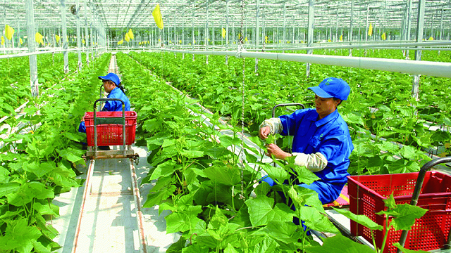Thanh Hóa tham gia dự án nông nghiệp an toàn hơn 343 triệu USD, khắc phục vướng mắc về sử dụng đất - Ảnh 2. Thanh Hóa tham gia dự án nông nghiệp an toàn hơn 343 triệu USD, khắc phục vướng mắc về sử dụng đất - Ảnh 2.