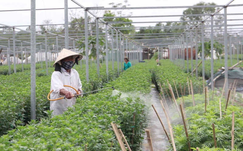 Đà Nẵng: Sát Tết mà các làng hoa vẫn vắng bóng thương lái, nông dân ruột nóng như lửa - Ảnh 2. Đà Nẵng: Sát Tết mà các làng hoa vẫn vắng bóng thương lái, nông dân ruột nóng như lửa - Ảnh 2.