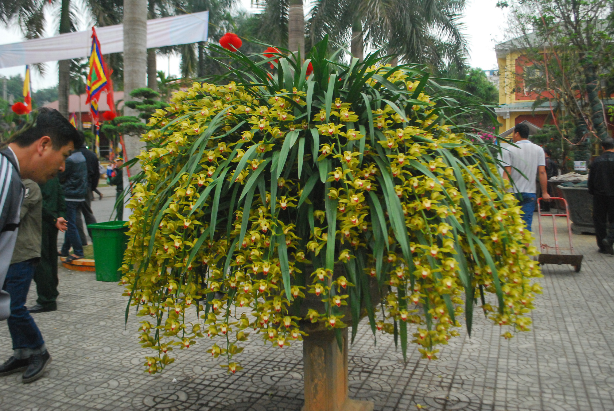 Địa lan Trần Mộng Sa Pa giá gần trăm triệu mà vẫn đắt hàng - Ảnh 2. Địa lan Trần Mộng Sa Pa giá gần trăm triệu mà vẫn đắt hàng - Ảnh 2.