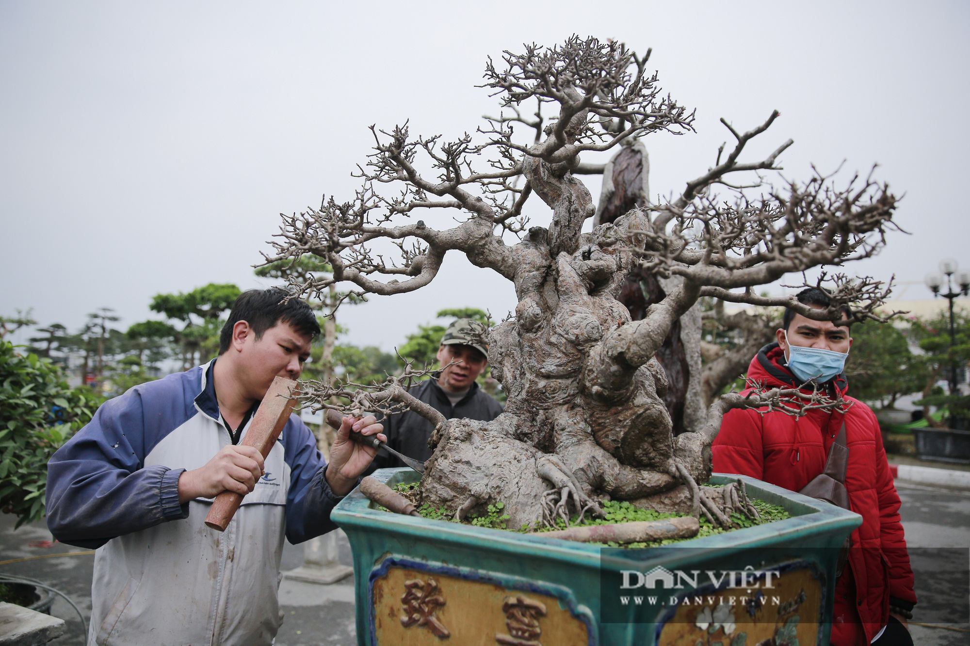 Mãn nhãn với những chậu bonsai quý hiếm tại Festival Sinh vật cảnh Hà Nội - Ảnh 3.
