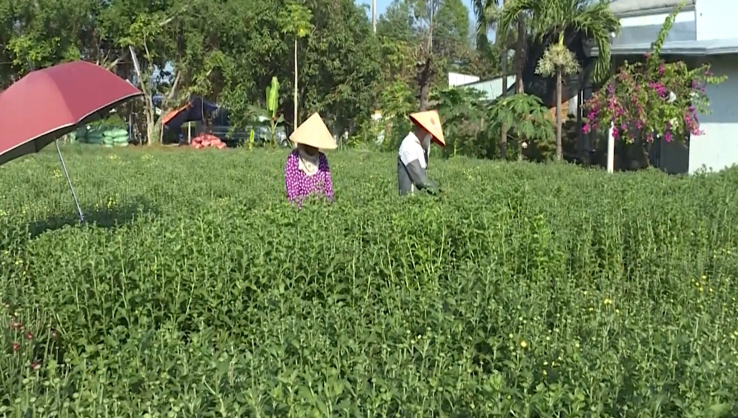 Hái nụ, bứt bông cận tết cho thu nhập tiền triệu ở miền Tây - Ảnh 2.