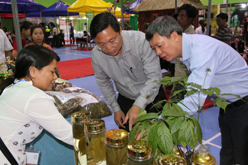 Quảng Nam: Chi 3 tỷ đồng trồng thử nghiệm sâm Ngọc Linh nuôi cấy mô - Ảnh 1. Quảng Nam: Chi 3 tỷ đồng trồng thử nghiệm sâm Ngọc Linh nuôi cấy mô - Ảnh 1.
