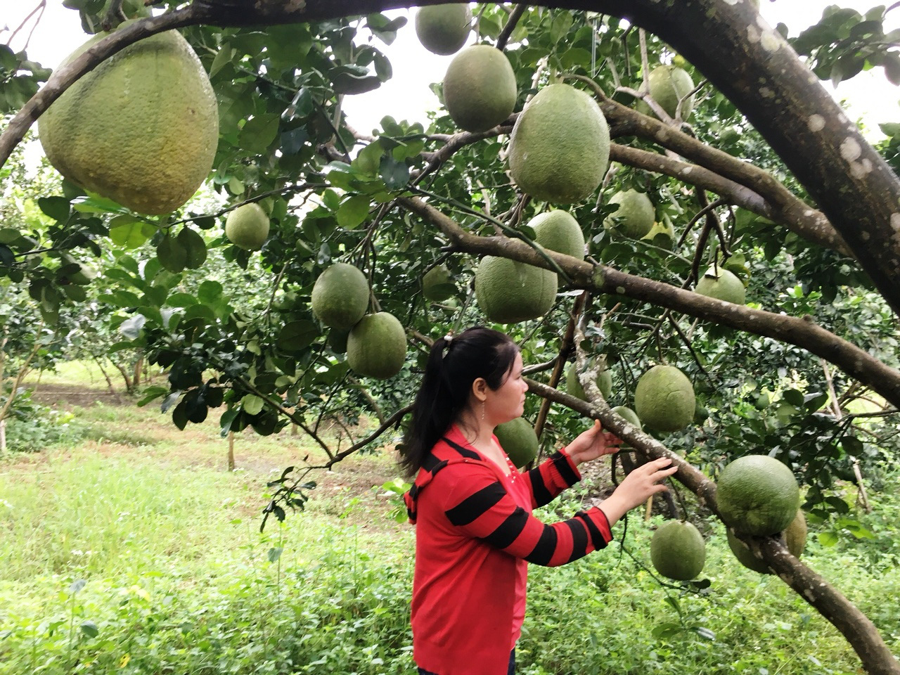 Khánh Hòa: Dư nợ các chương trình tín dụng chính sách đạt hơn 3.112 tỷ đồng - Ảnh 2. Khánh Hòa: Dư nợ các chương trình tín dụng chính sách đạt hơn 3.112 tỷ đồng - Ảnh 2.