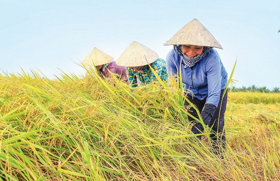 Giá nông sản hôm nay (22/1): Giá lúa gạo, hồ tiêu đi ngang, lợn hơi chưa hạ nhiệt - Ảnh 1.