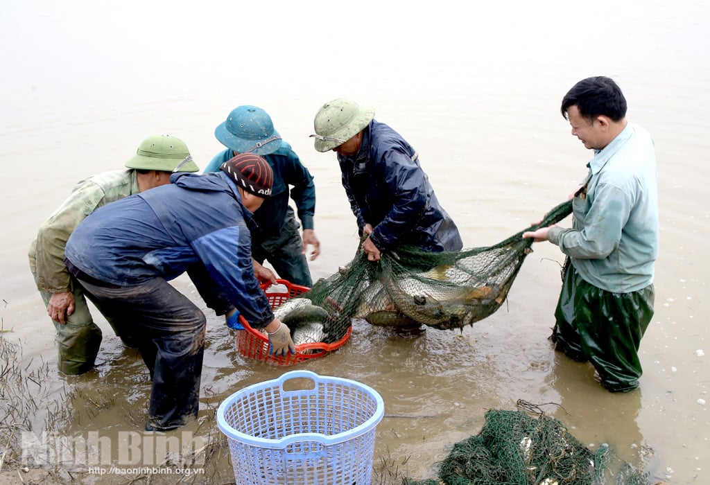 Ninh Bình: Độc đáo, nuôi cá chép trong ruộng lúa, chả cho ăn gì mà vài tháng sau bắt được toàn con to - Ảnh 1.