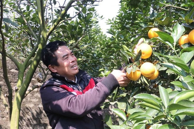 Trồng cây gì bán Tết 2021: Cam Xã Đoài là giống cam gì mà bán giá cao ngất ngưởng 130.000/quả? - Ảnh 4.