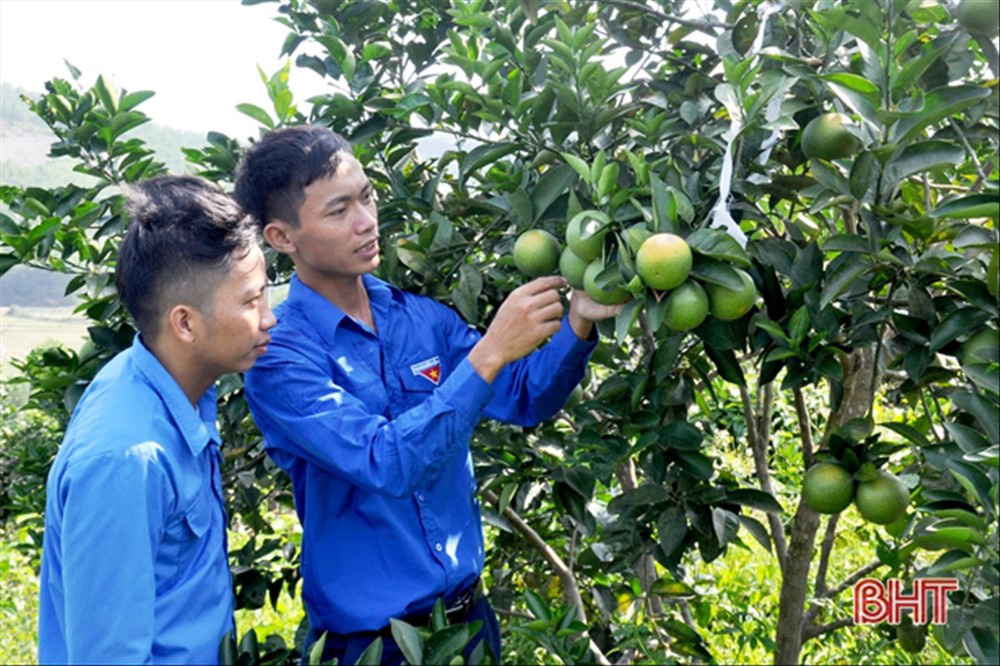 Chàng trai biến sỏi đá thành… cam - Ảnh 1.