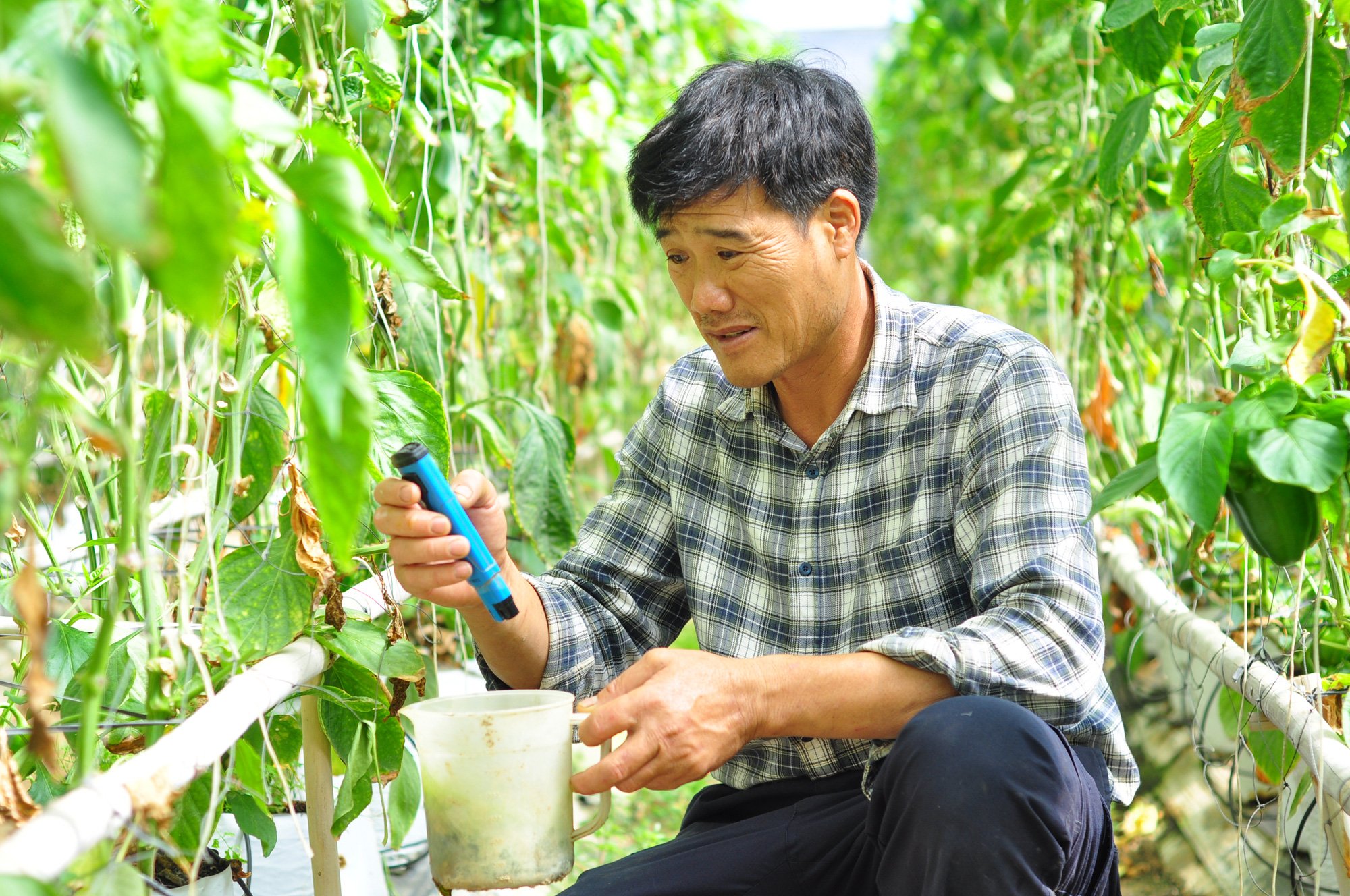 Trồng đủ loại rau quả VietGAP, lão nông này được bao tiêu, bỏ túi hơn 1 tỷ/năm - Ảnh 4.