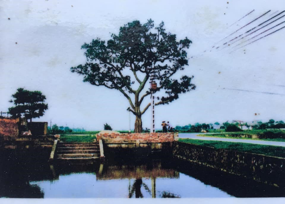 Kể chuyện làng: Đường dừa thương nhớ - Ảnh 3.