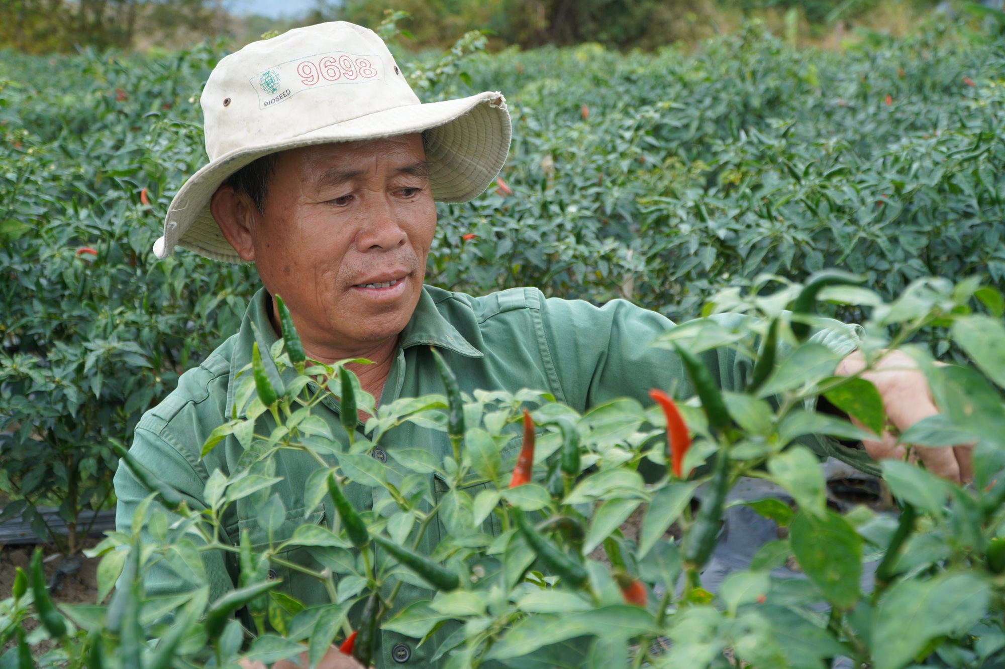 Gia Lai: Giá ớt tăng kỷ lục, nông dân lãi hàng trăm triệu đồng/vụ - Ảnh 1.