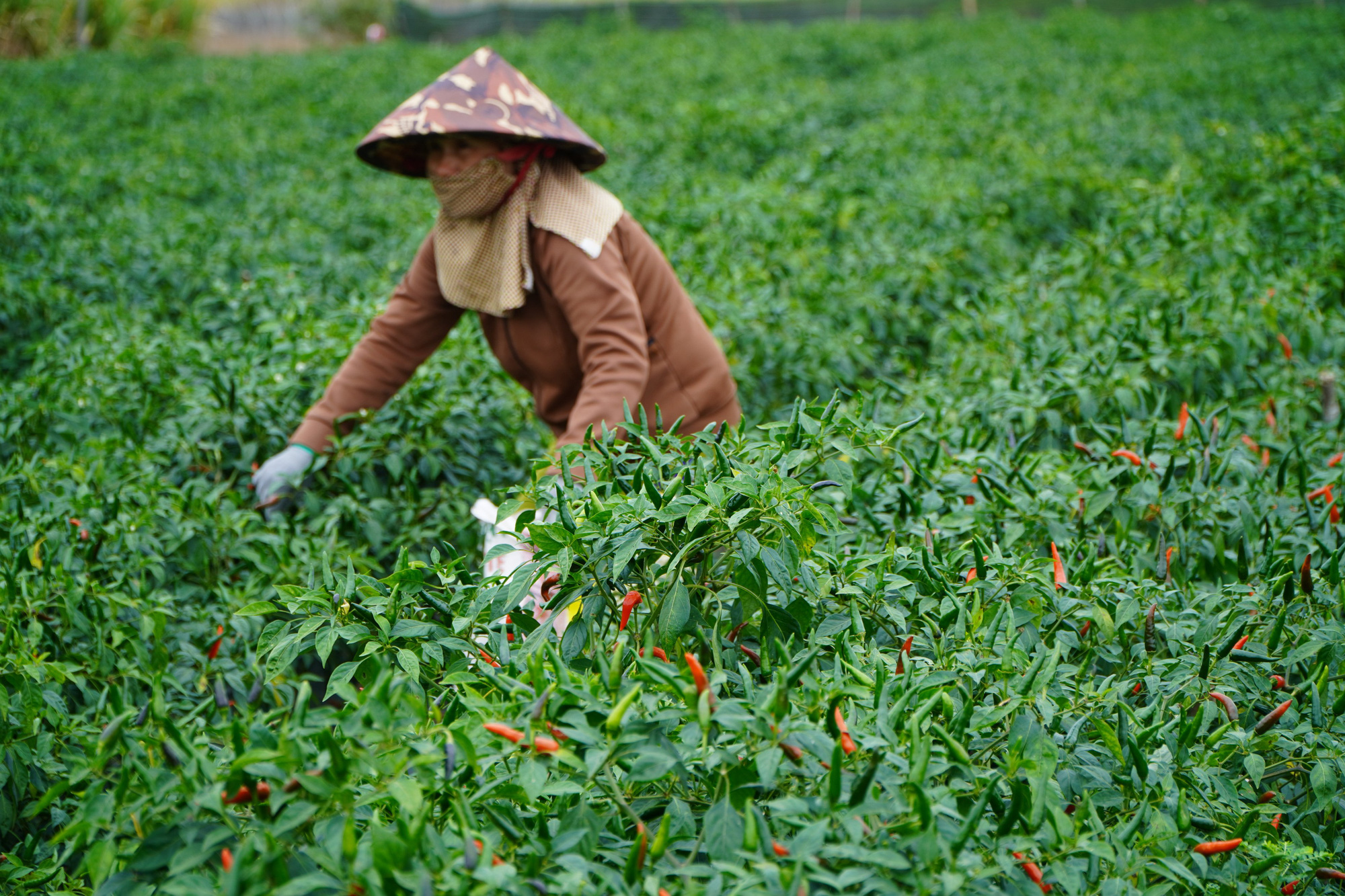 Gia Lai: Giá ớt tăng kỷ lục, nông dân lãi hàng trăm triệu đồng/vụ - Ảnh 3.