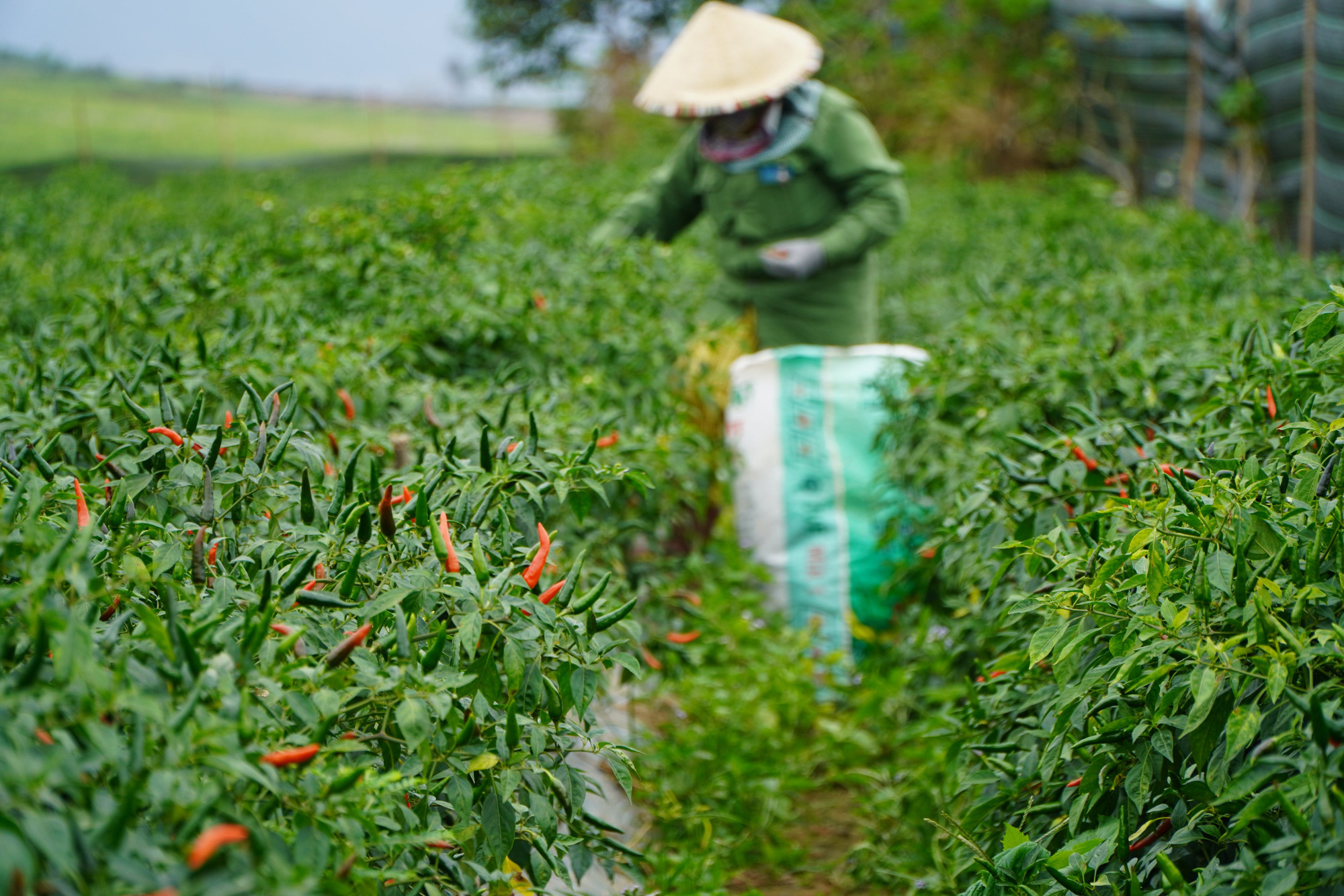 Gia Lai: Giá ớt tăng kỷ lục, nông dân lãi hàng trăm triệu đồng/vụ - Ảnh 4.