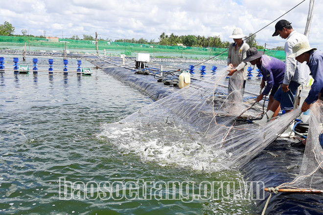 Sóc Trăng: Trúng lớn vụ tôm nước lợ 2020, Chủ tịch UNDN tỉnh chỉ đạo ngành nông nghiệp điều này - Ảnh 1.