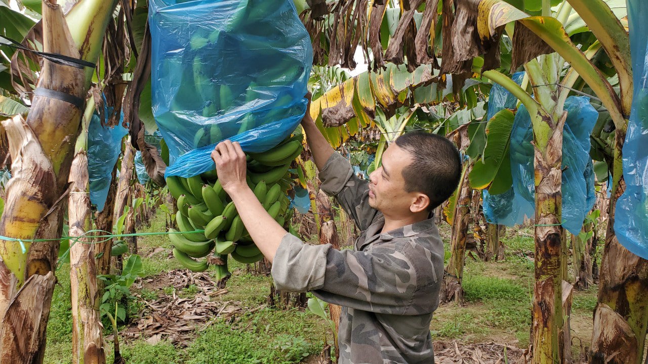 Giáp Tết, người trồng chuối Hưng Yên có thể thu tới 50 triệu đồng/vụ - Ảnh 3.