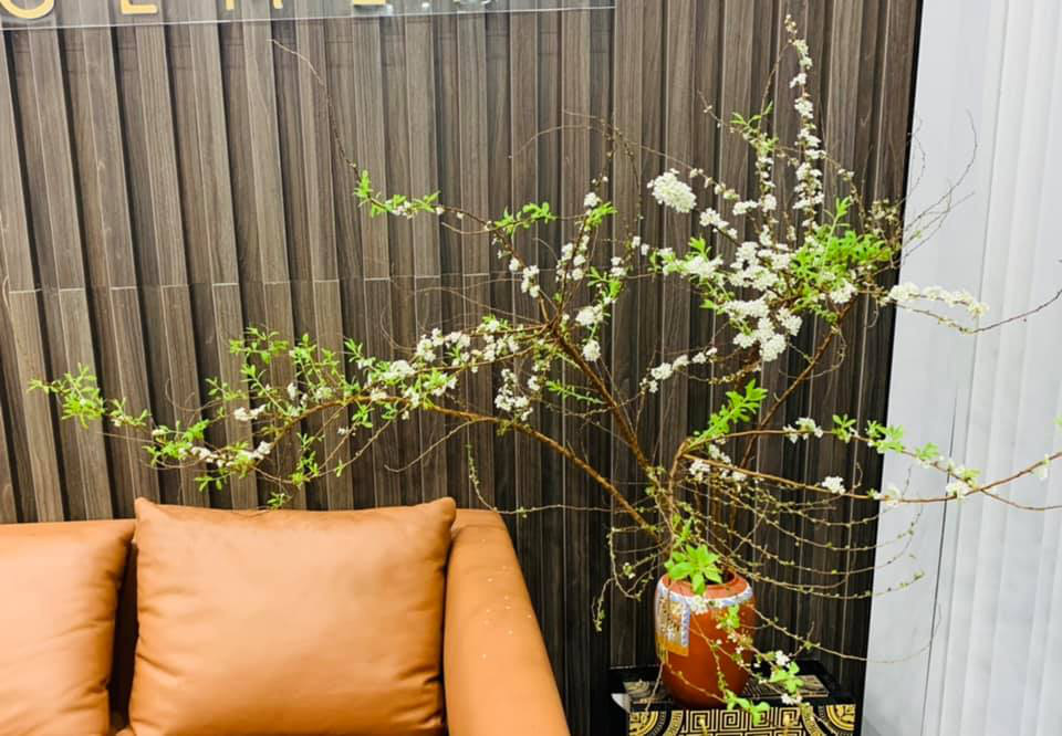 Hoa tuyết mai  - Ảnh 1.