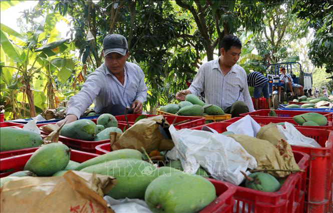 Cơ cấu lại nông nghiệp gắn với chuyển đổi mô hình tăng trưởng theo chiều sâu - Ảnh 1.