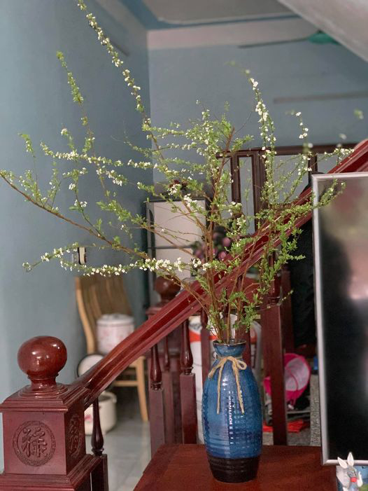 Bỏ túi ngay cách cắm hoa tuyết mai trang trí nhà cửa dịp Tết - Ảnh 2.