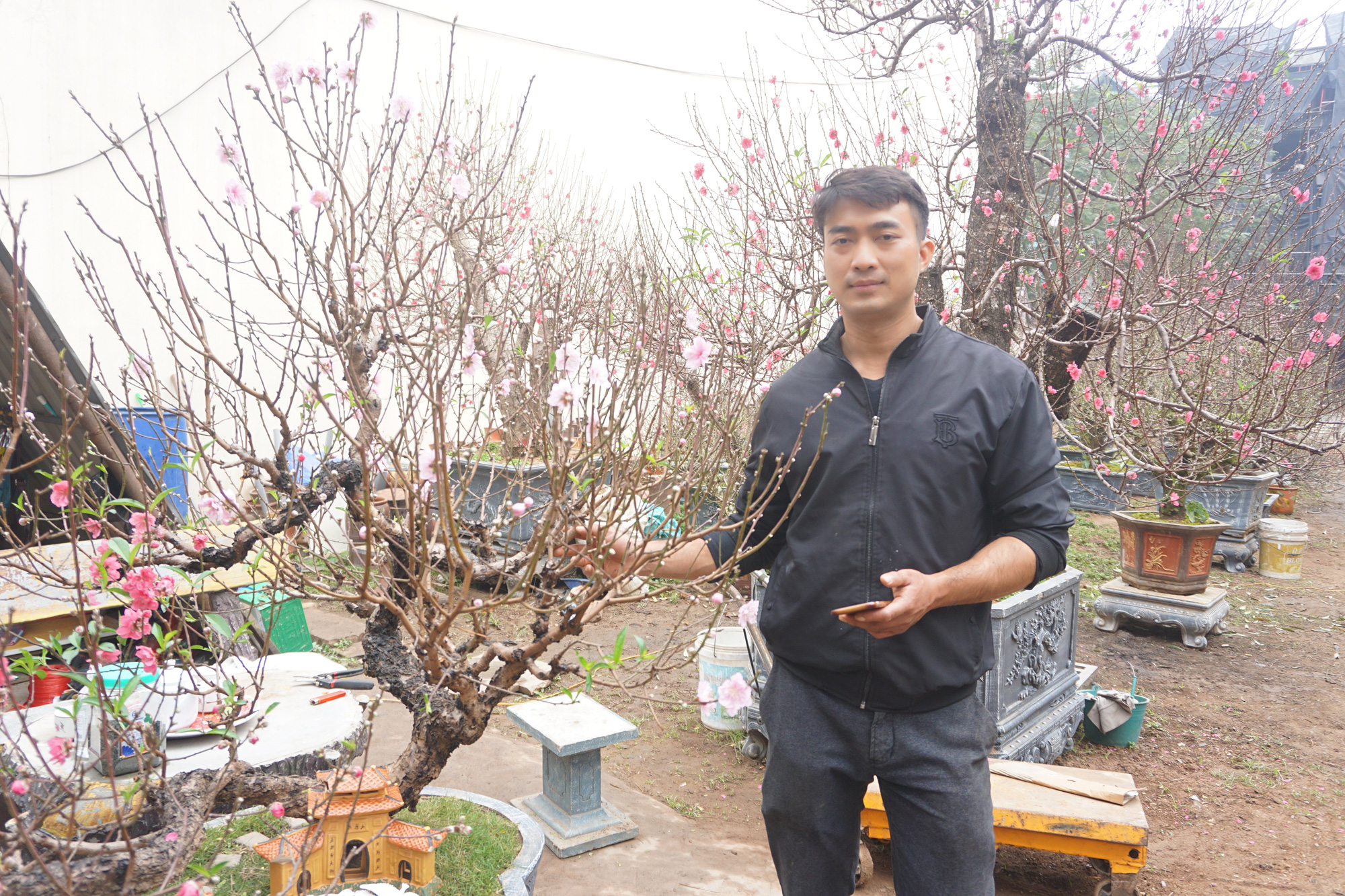 Hà Nội: Đào Nhật Tân hàng chục năm tuổi được "săn đón gắt gao", có người ngã giá cả trăm triệu về trưng Tết - Ảnh 5. Hà Nội: Đào Nhật Tân hàng chục năm tuổi được "săn đón gắt gao", có người ngã giá cả trăm triệu về trưng Tết - Ảnh 5.