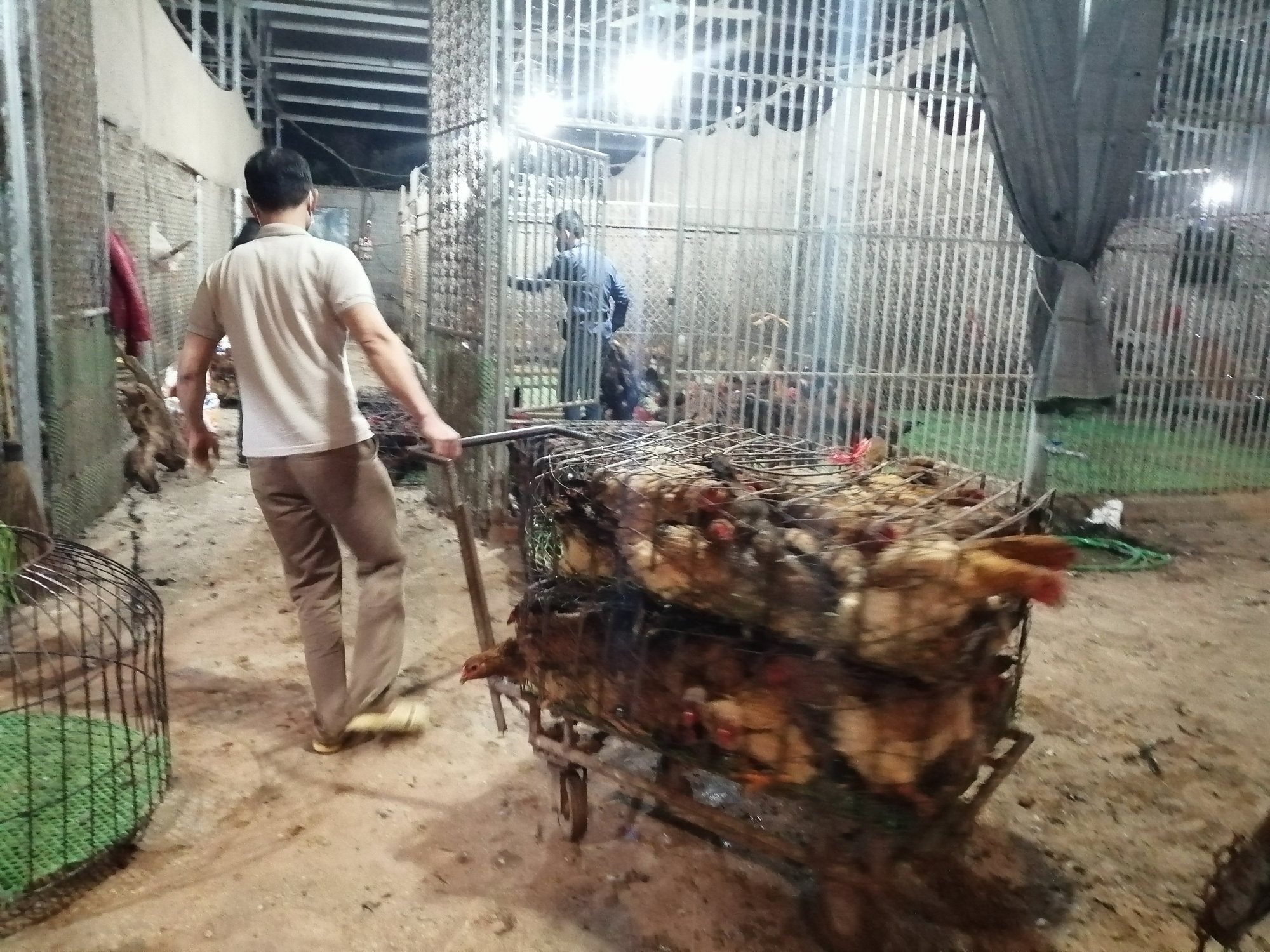Bắc Giang: Cận Tết, chợ thu mua gà lớn nhất huyện Tân Yên ảm đạm, tiêu thụ giảm 30% so với năm trước - Ảnh 6. Bắc Giang: Cận Tết, chợ thu mua gà lớn nhất huyện Tân Yên ảm đạm, tiêu thụ giảm 30% so với năm trước - Ảnh 6.