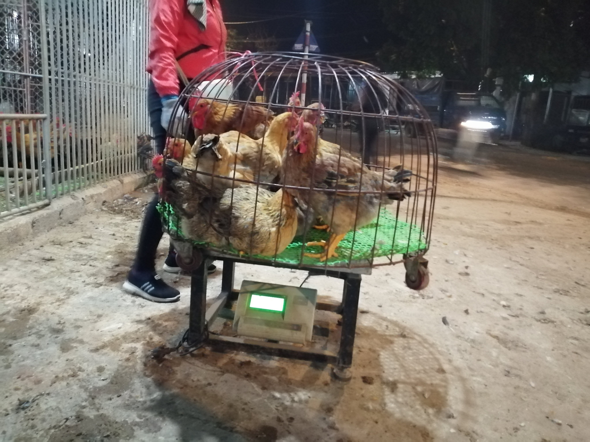 Bắc Giang: Cận Tết, chợ thu mua gà lớn nhất huyện Tân Yên ảm đạm, tiêu thụ giảm 30% so với năm trước - Ảnh 9. Bắc Giang: Cận Tết, chợ thu mua gà lớn nhất huyện Tân Yên ảm đạm, tiêu thụ giảm 30% so với năm trước - Ảnh 9.