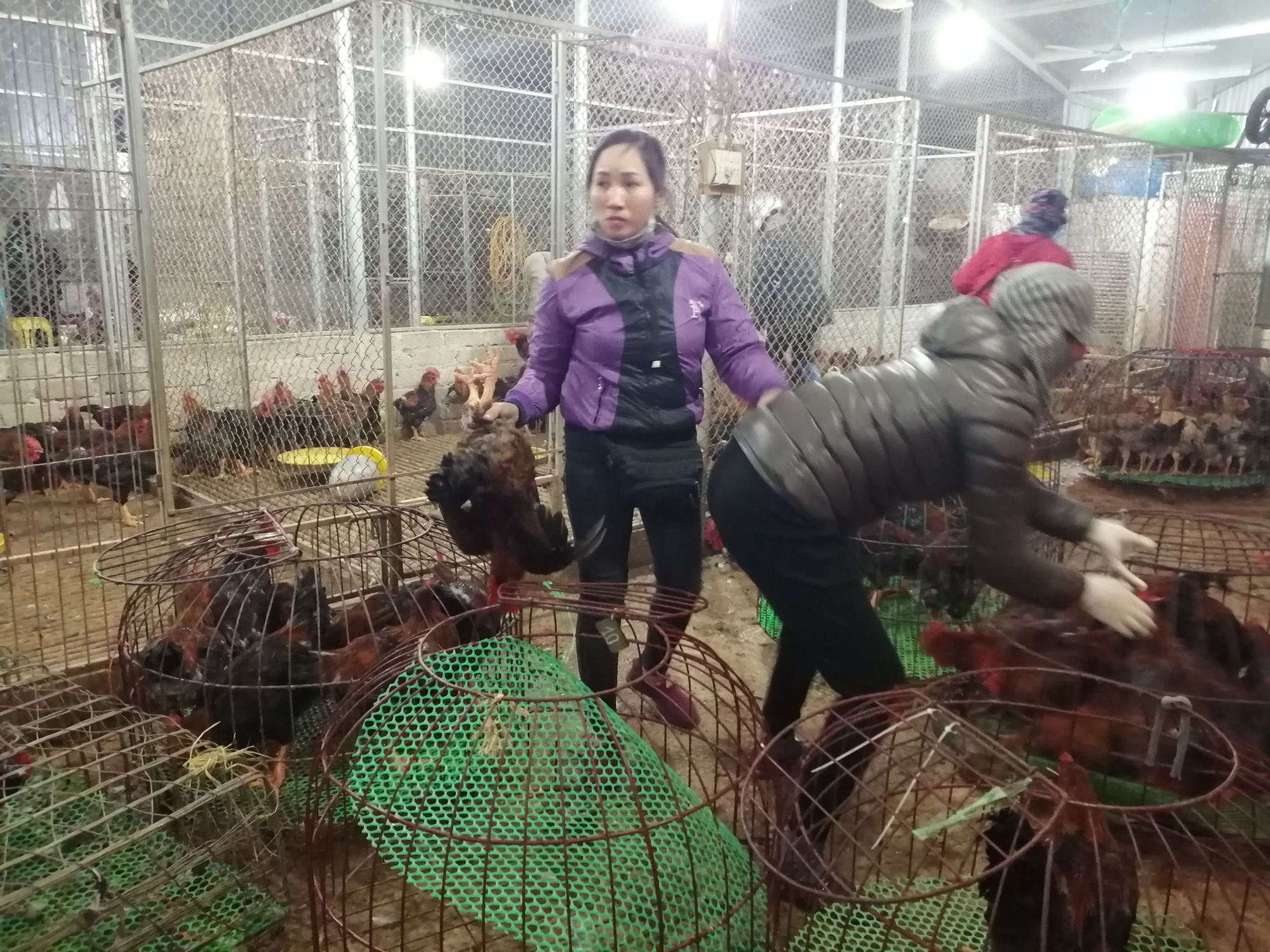 Bắc Giang: Cận Tết, chợ thu mua gà lớn nhất huyện Tân Yên ảm đạm, tiêu thụ giảm 30% so với năm trước - Ảnh 2. Bắc Giang: Cận Tết, chợ thu mua gà lớn nhất huyện Tân Yên ảm đạm, tiêu thụ giảm 30% so với năm trước - Ảnh 2.