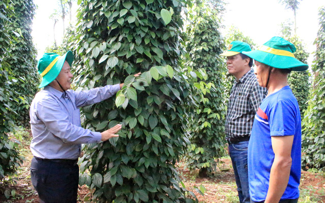 Cán bộ khuyến nông phối hợp doanh nghiệp hỗ trợ sản xuất hồ tiêu sạch cho nông dân.