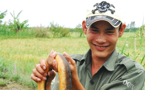 Cà Mau: Lang thang ở cánh đồng hoang đặt trúm lươn đồng, lôi con lươn bự ra khỏi ống có người giật &quot;hết cả hồn&quot;