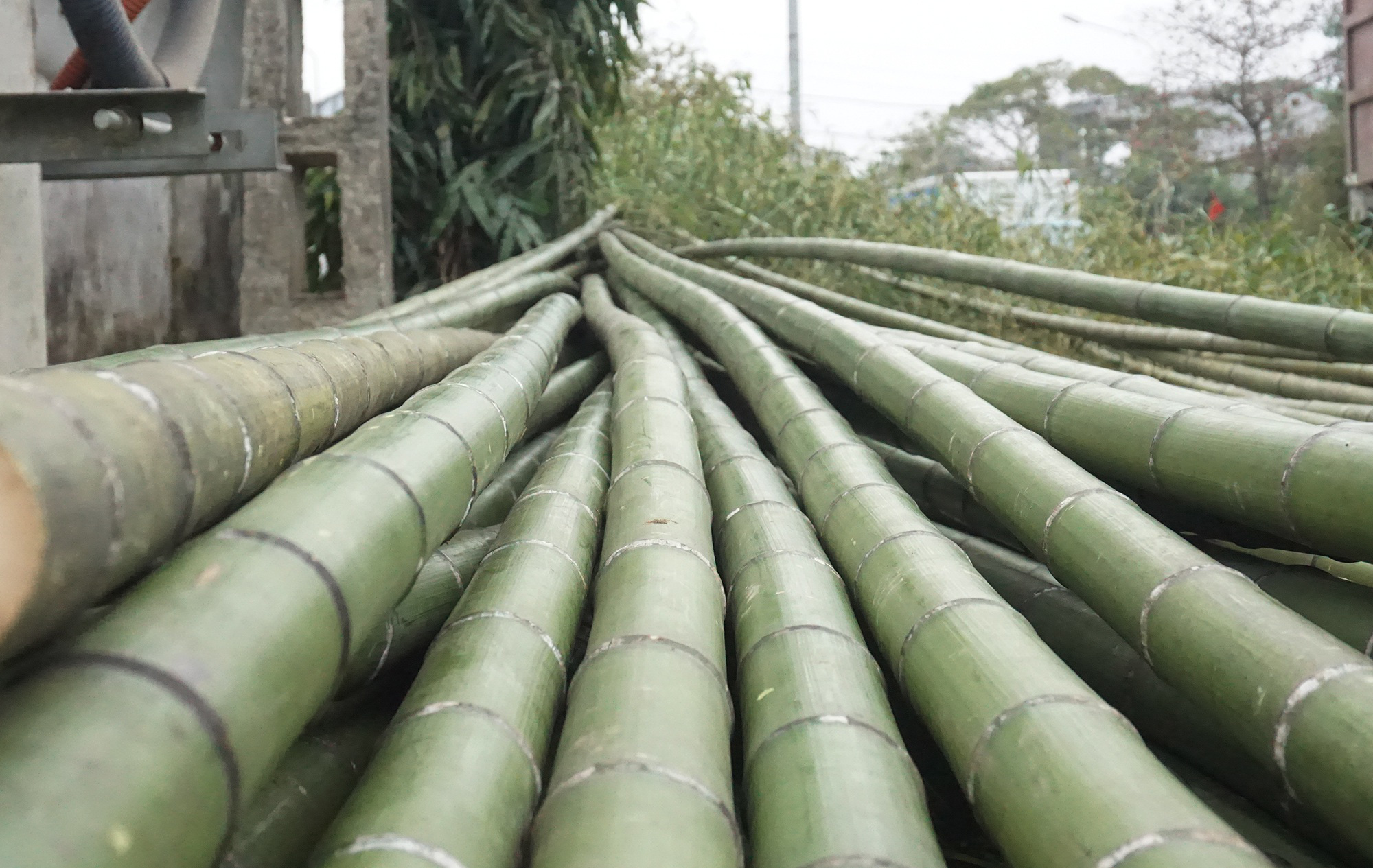 Tết Tân Sửu 2021: Loại cây &quot;cắt gốc, còn ngọn&quot; mỗi năm chỉ bán 1 lần nhưng lại cực kỳ đắt khách - Ảnh 3.