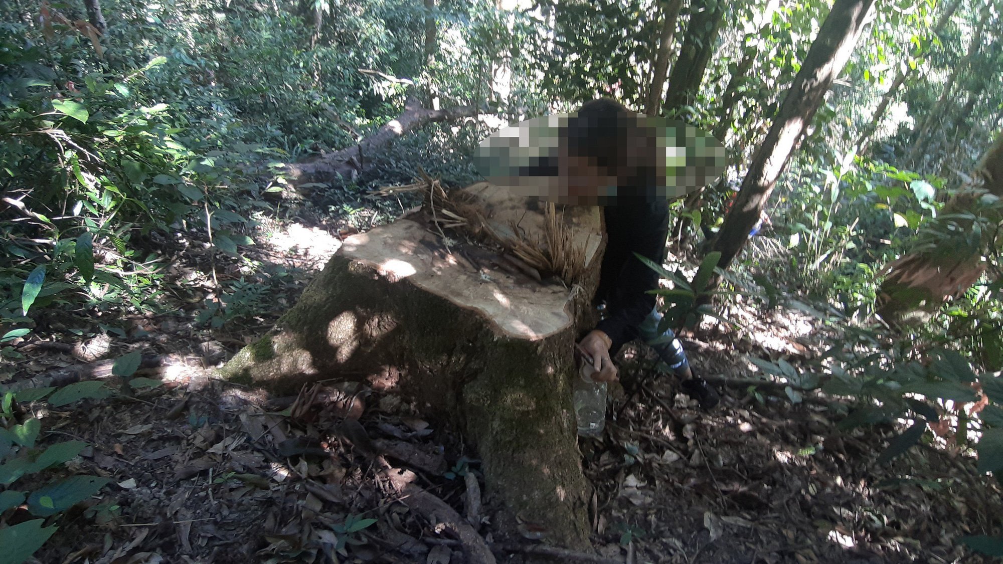 Gia Lai: Hàng chục cây gỗ bị đốn hạ, xẻ hộp ngay tại rừng phòng hộ - Ảnh 12.