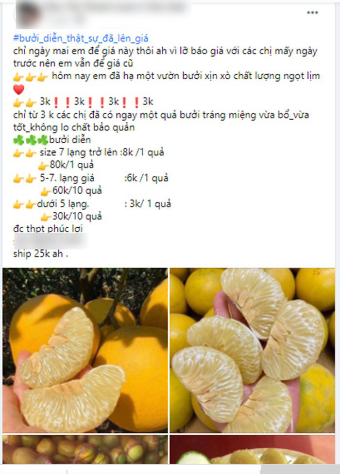Năm nay bưởi Diễn rẻ chưa từng có, mua buôn chưa tới 10.000 đồng/quả - Ảnh 2. Năm nay bưởi Diễn rẻ chưa từng có, mua buôn chưa tới 10.000 đồng/quả - Ảnh 2.