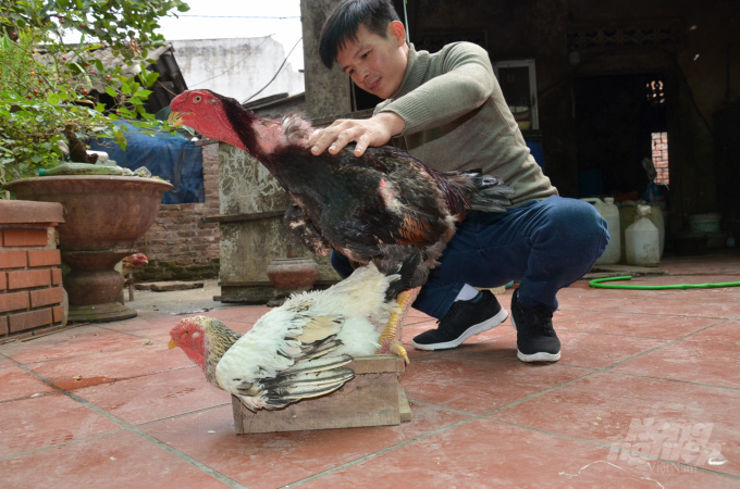 Gà Hồ bao giờ chịu bước ra khỏi bức tranh? - Ảnh 6. Gà Hồ bao giờ chịu bước ra khỏi bức tranh? - Ảnh 6.