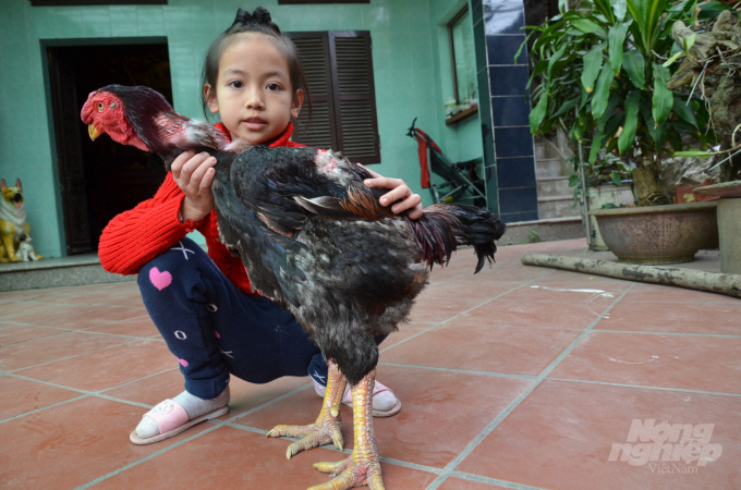 Gà Hồ bao giờ chịu bước ra khỏi bức tranh? - Ảnh 10. Gà Hồ bao giờ chịu bước ra khỏi bức tranh? - Ảnh 10.