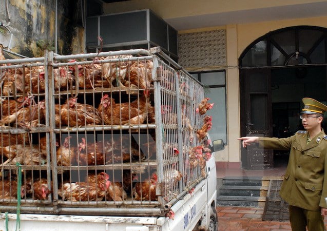 Giật mình: Gà thải loại Trung Quốc, Thái Lan &quot;chạy&quot; vào Việt Nam, rẻ &quot;khủng khiếp&quot; chỉ... 10.000 đồng/con - Ảnh 4.