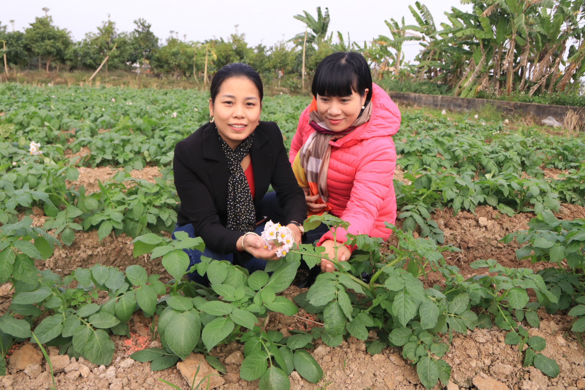 Bí quyết gì giúp súp lơ, khoai tây ở nơi này vừa ngon vừa cho năng suất cao? - Ảnh 1.