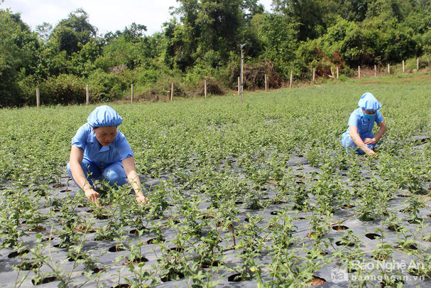 Nghệ An: Ở huyện Con Cuông, cây dược liệu được nông dân trồng là loài cây gì mà cắt đến đâu bán hết đến đó? - Ảnh 1.
