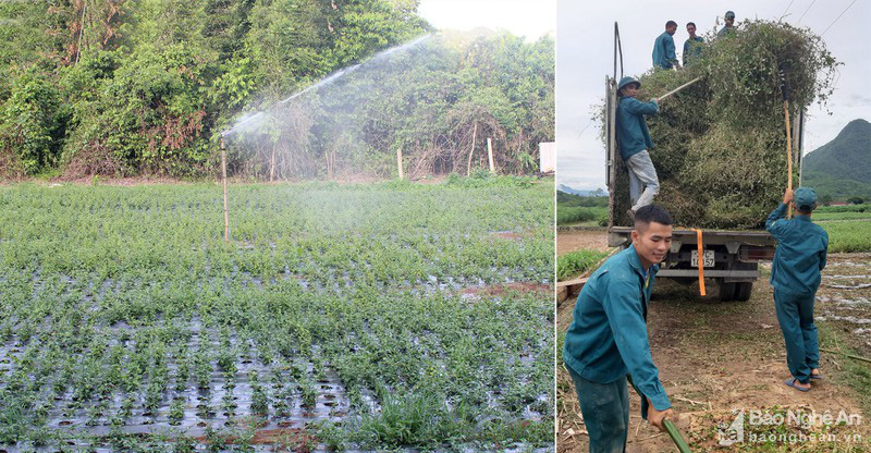Nghệ An: Ở huyện Con Cuông, cây dược liệu được nông dân trồng là loài cây gì mà cắt đến đâu bán hết đến đó? - Ảnh 3.