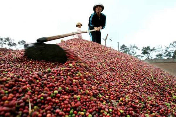 Giá nông sản hôm nay (4.1): Cà phê tín hiệu tích cực, lợn hơi vẫn tiếp tục tăng - Ảnh 2.