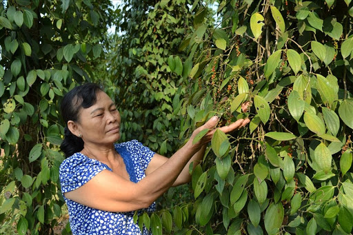 Giá nông sản hôm nay (4.1): Cà phê tín hiệu tích cực, lợn hơi vẫn tiếp tục tăng - Ảnh 3.