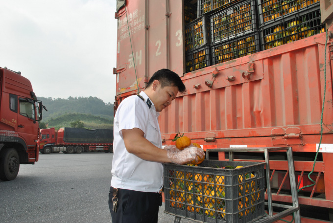20.000 hồ sơ, thủ tục liên quan kiểm dịch thực vật ở Lào Cao được xử lý qua mạng - Ảnh 1. 20.000 hồ sơ, thủ tục liên quan kiểm dịch thực vật ở Lào Cao được xử lý qua mạng - Ảnh 1.