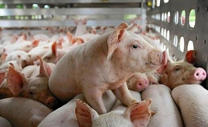 Tết Tân Sửu 2021: Giá thịt lợn sẽ tăng lên bao nhiêu? - Ảnh 2. Tết Tân Sửu 2021: Giá thịt lợn sẽ tăng lên bao nhiêu? - Ảnh 2.