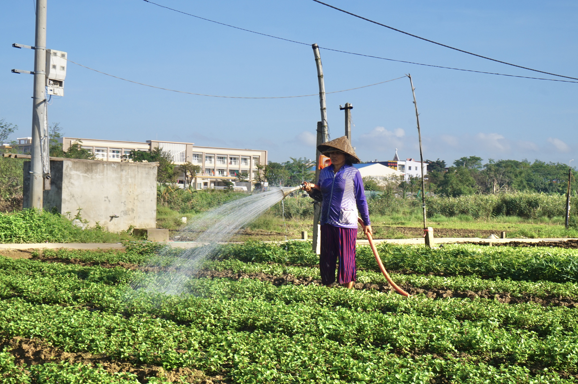 Đà Nẵng: Nông dân trồng rau tất bật vào vụ lớn nhất trong năm - Ảnh 2. Đà Nẵng: Nông dân trồng rau tất bật vào vụ lớn nhất trong năm - Ảnh 2.
