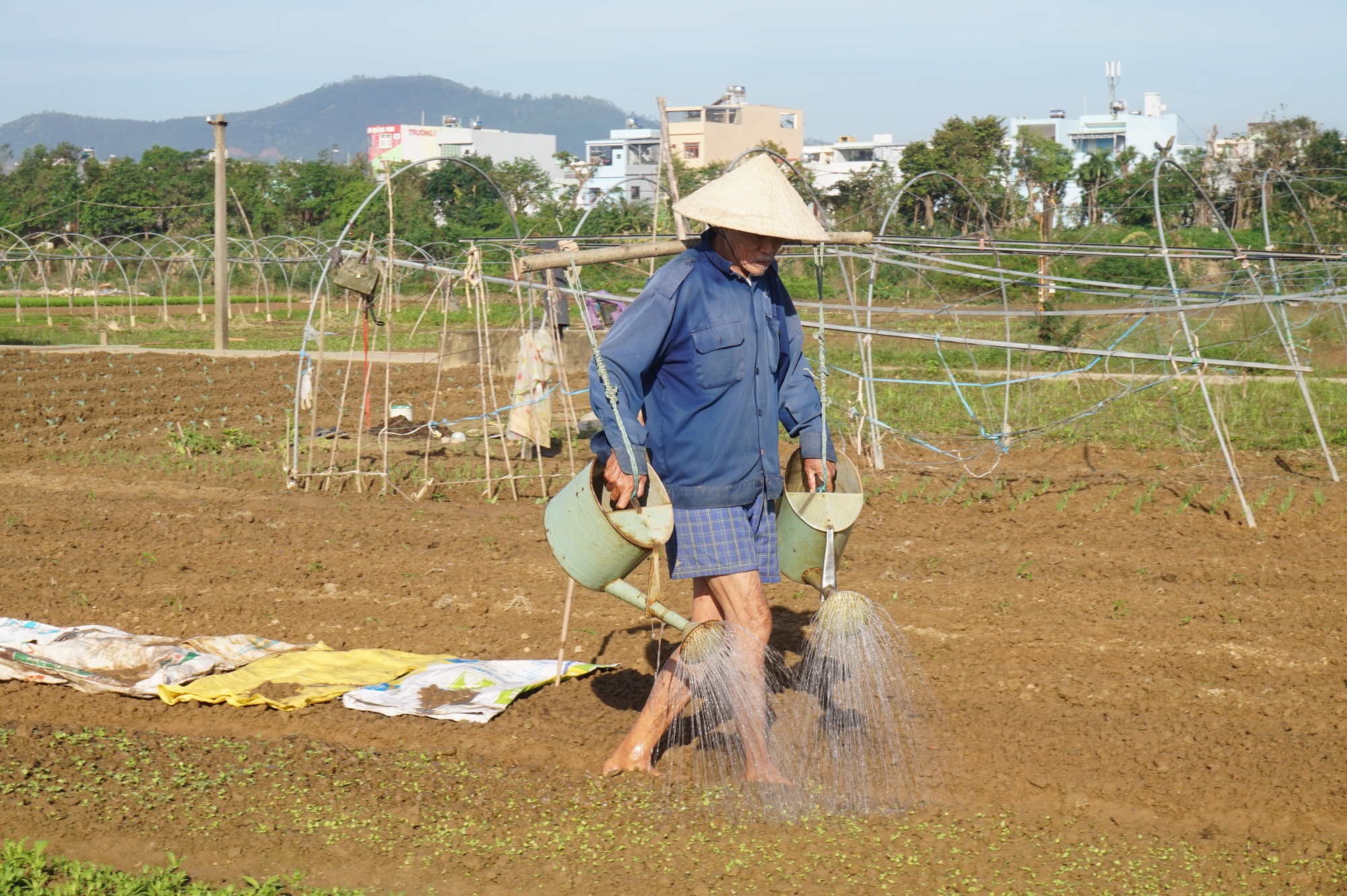 Đà Nẵng: Nông dân trồng rau tất bật vào vụ lớn nhất trong năm - Ảnh 3. Đà Nẵng: Nông dân trồng rau tất bật vào vụ lớn nhất trong năm - Ảnh 3.