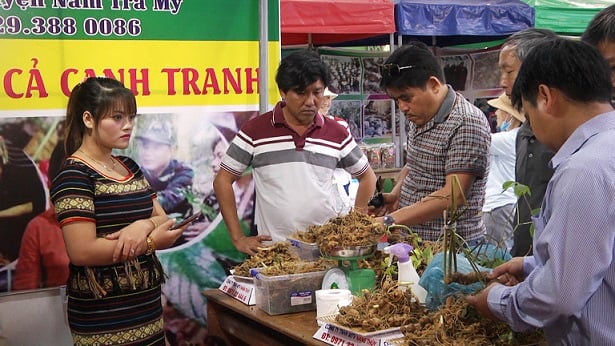 Quảng Nam: Đầu năm mới bán củ bé tí tẹo, dân miền núi đút túi 2 tỷ đồng - Ảnh 1.